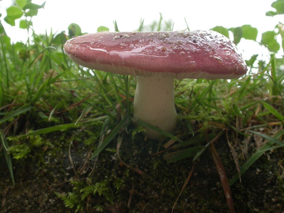 Russula spp. — photo