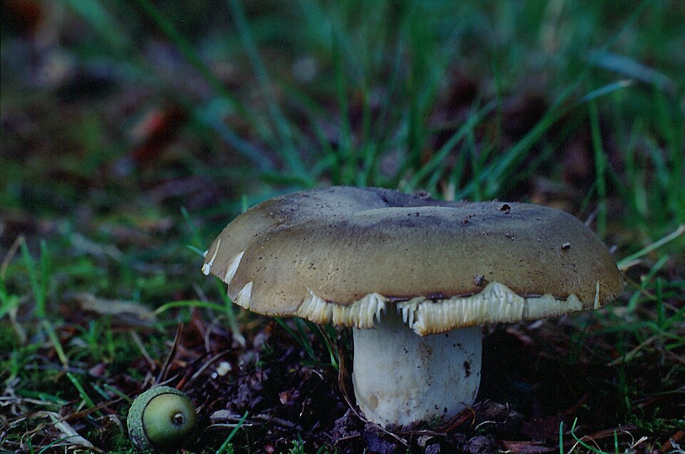 Russula spp.