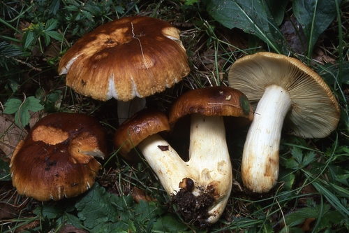Russula subfoetens — photo