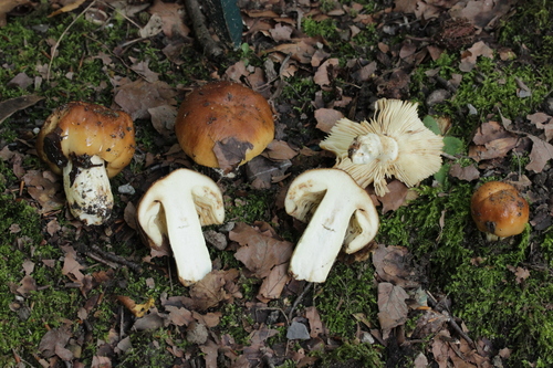 Russula subfoetens — photo