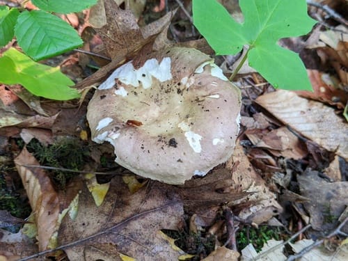 Russula vesca (Edible Russula) — photo