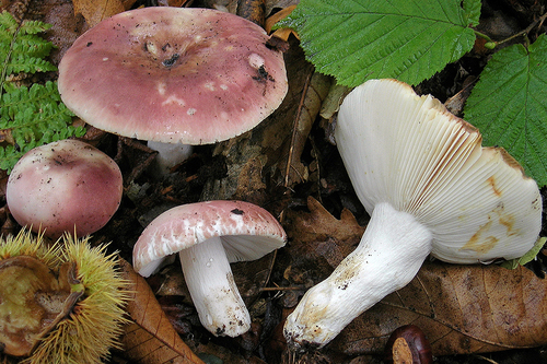 Russula vesca