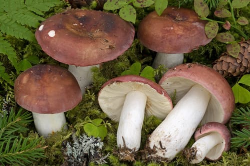 Russula vinosa (Darkening brittlegill) — photo