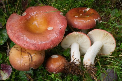 Russula vinosa