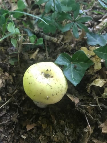 Russula violeipes — photo