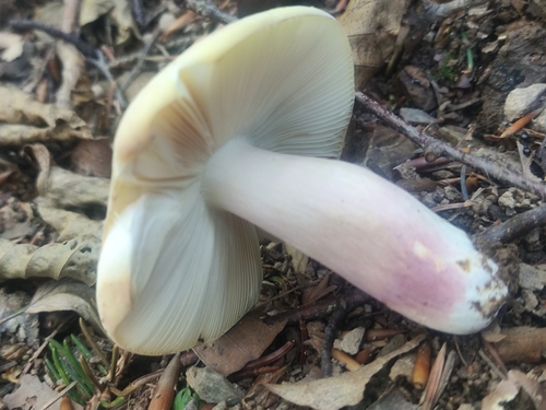 Russula violeipes