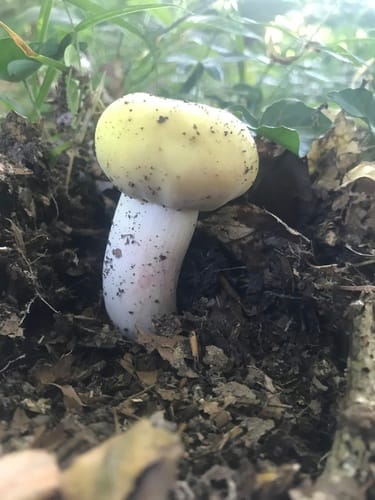 Russula violeipes — photo