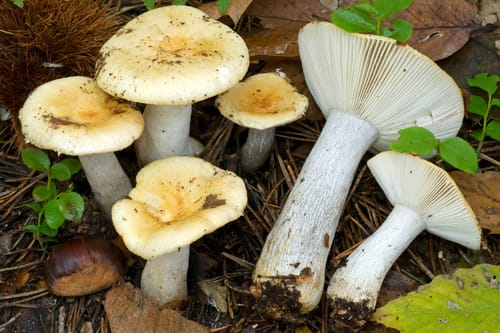 Russula viscida — photo