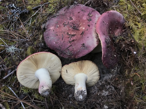 Russula xerampelina var. olivescens — photo