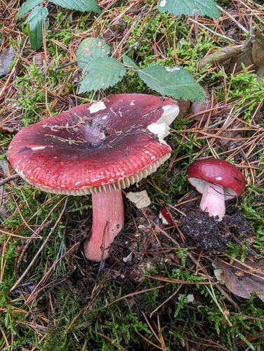 Russula xerampelina var. olivescens — photo