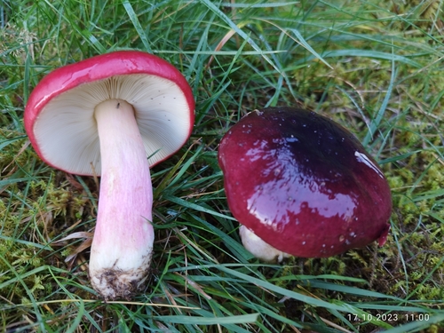 Russula xerampelina var. olivescens