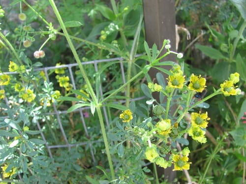 Ruta chalepensis (Mediterranean Aleppo rue) — photo