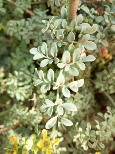 Ruta chalepensis