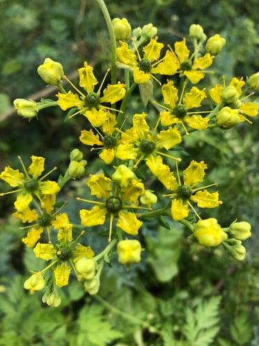 Ruta graveolens