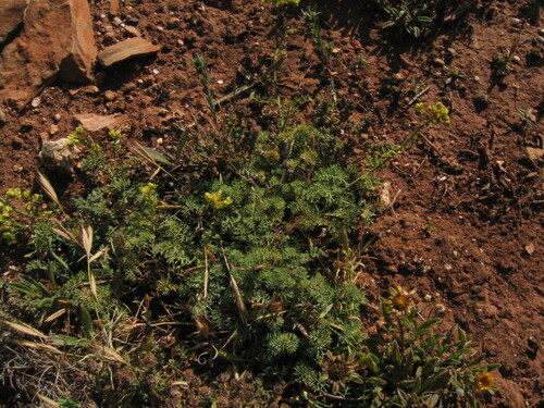 Ruta montana