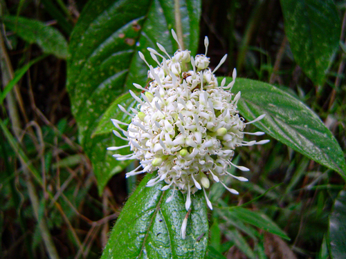 Rutidea orientalis