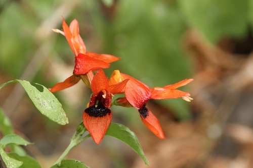 Ruttya fruticosa — photo