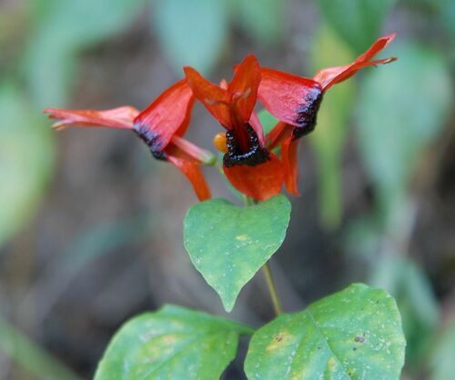 Ruttya fruticosa — photo