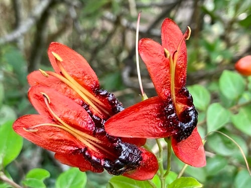 Ruttya fruticosa