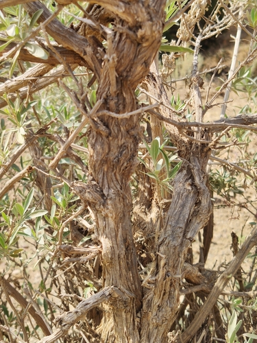 Rydingia integrifolia — photo