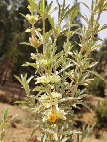 Rydingia integrifolia