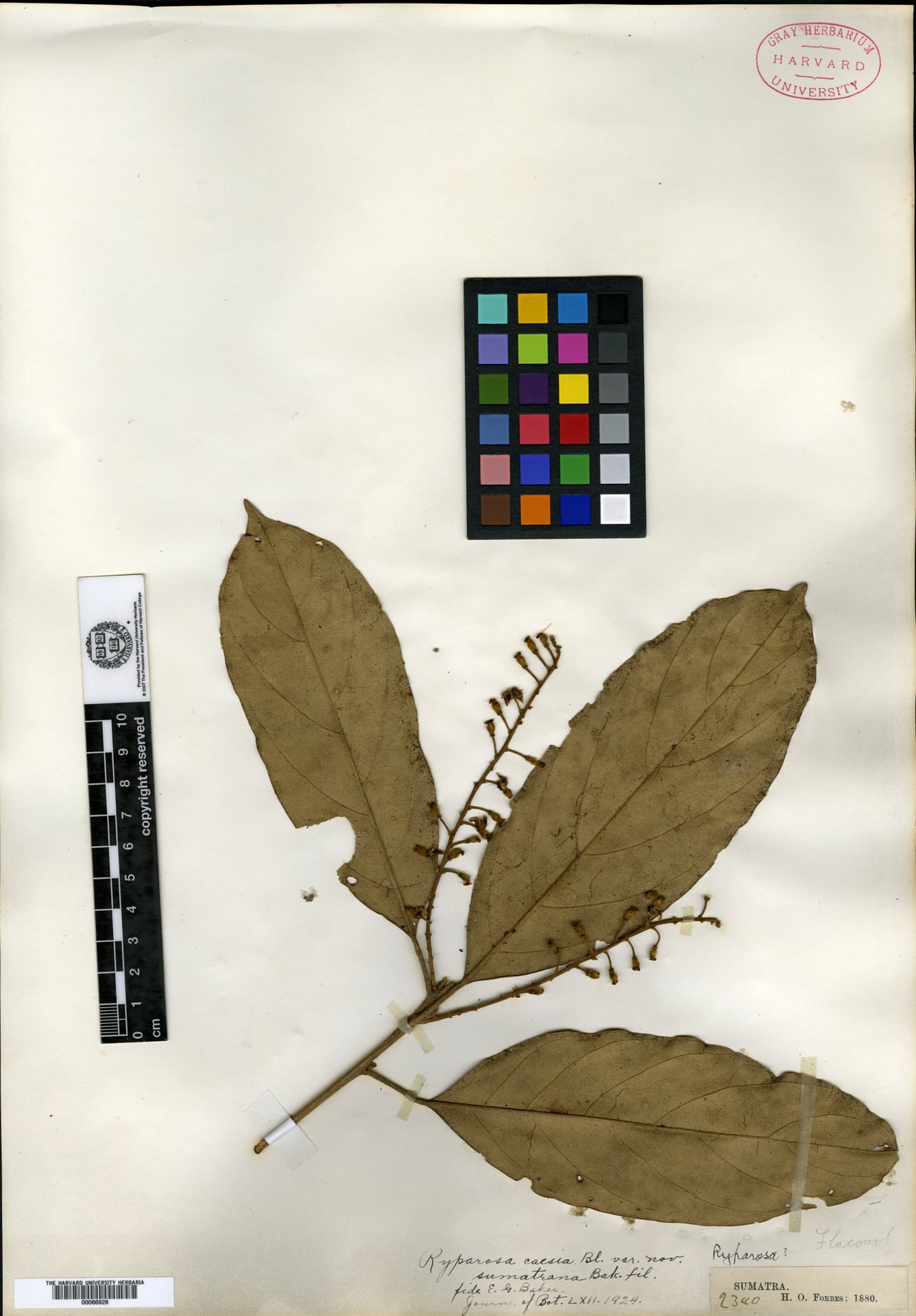 Ryparosa caesia