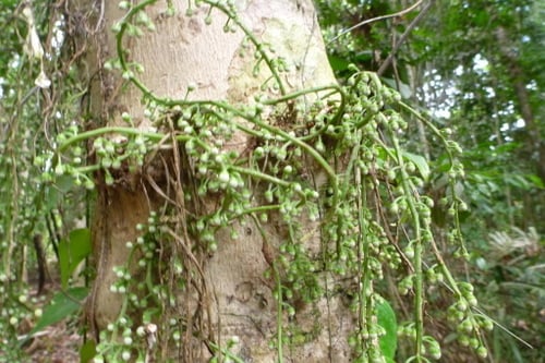 Ryparosa javanica