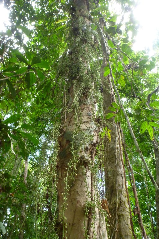 Ryparosa javanica (Javan ash) — photo