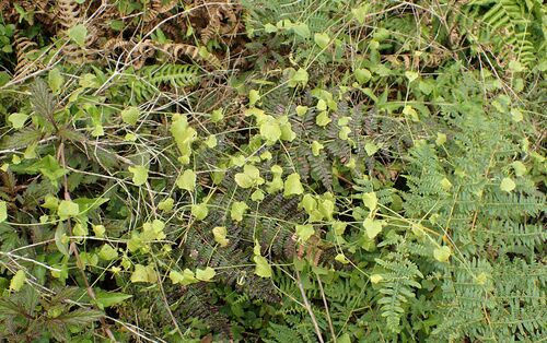 Rytidostylis gracilis — photo