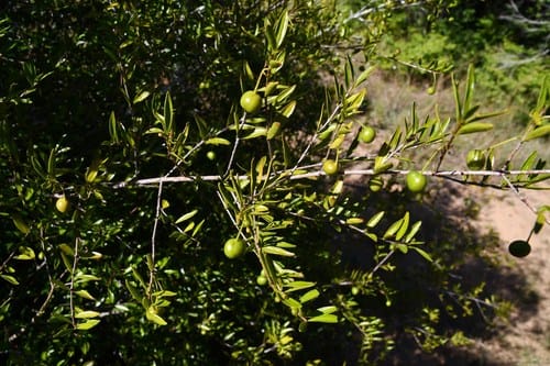 Rytigynia celastroides — photo