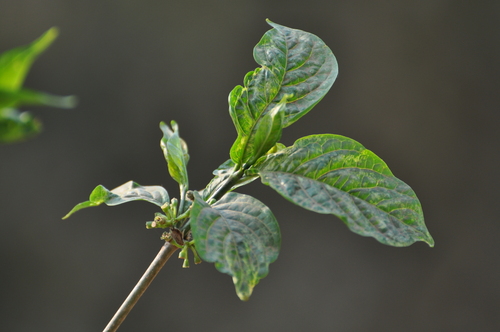 Rytigynia neglecta