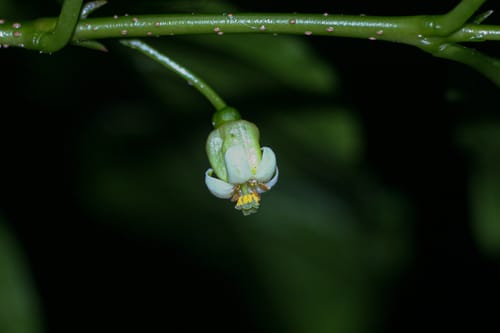 Rytigynia uhligii — photo
