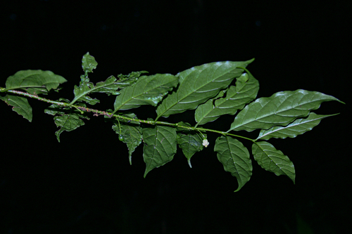 Rytigynia uhligii