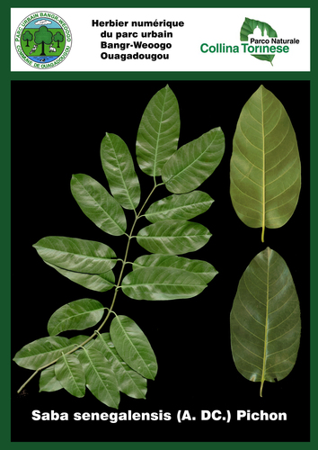 Saba senegalensis (Saba) — photo
