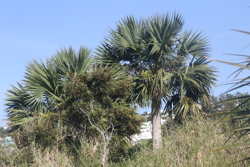 Sabal bermudana (Bermuda palm) — photo
