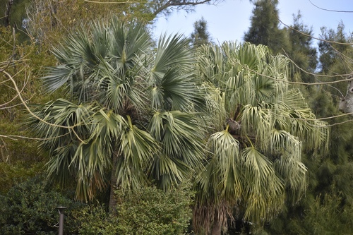 Sabal bermudana (Bermuda palm) — photo