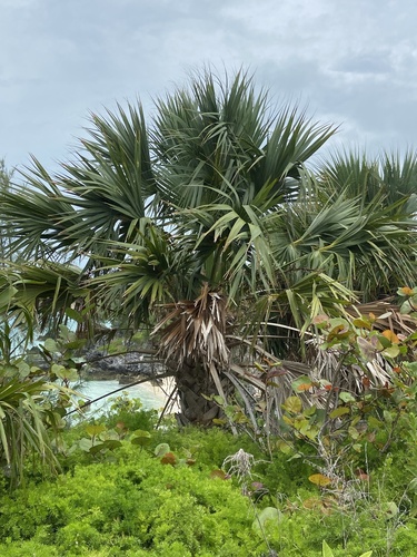 Sabal bermudana