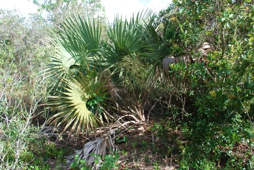 Sabal etonia (Scrub palmetto) — photo