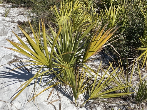 Sabal etonia