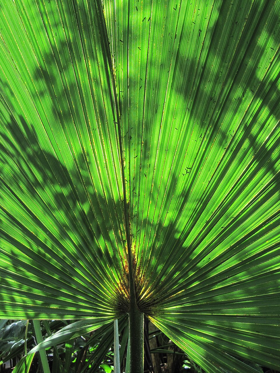 Sabal glabra — photo