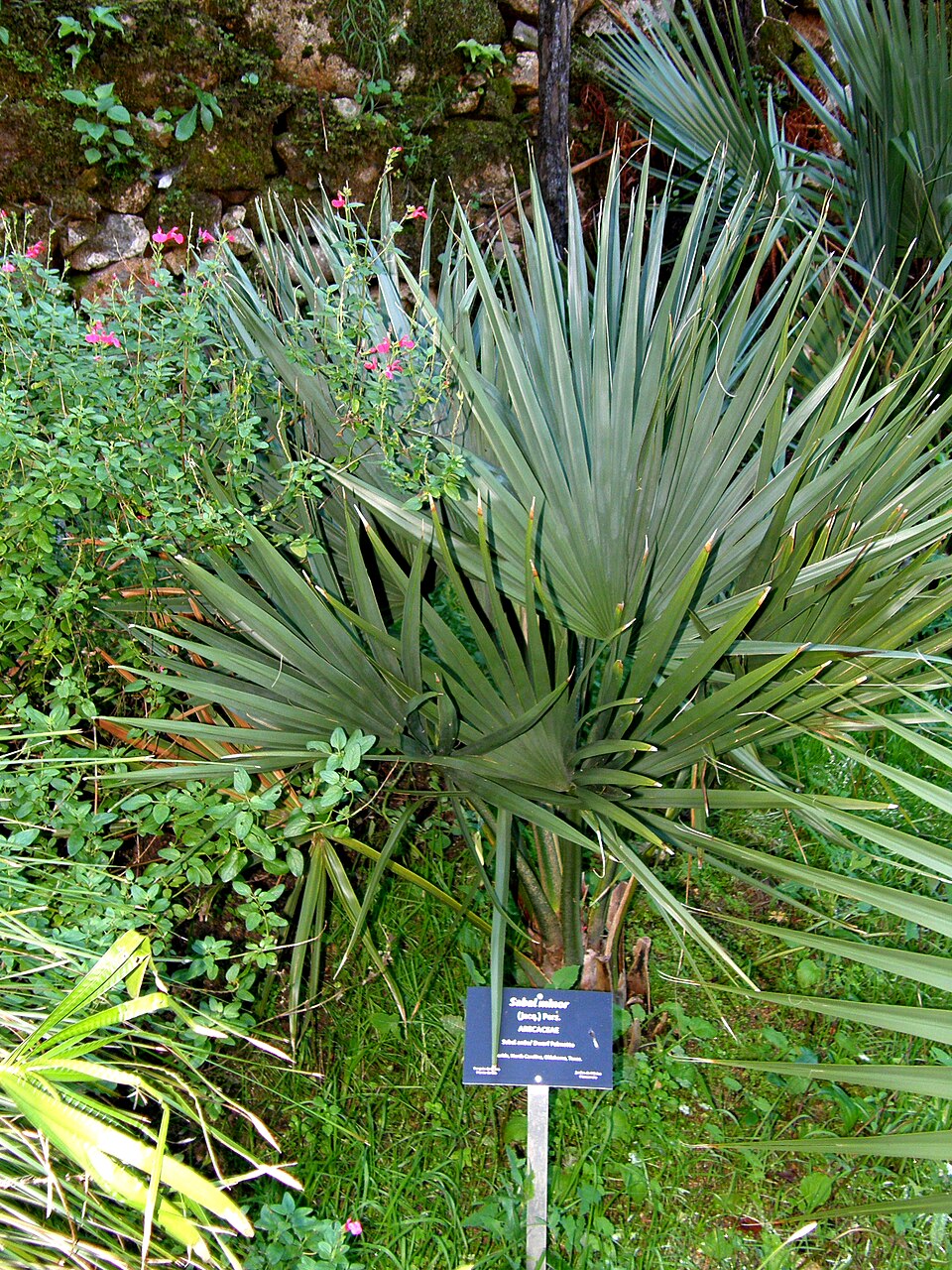 Sabal glabra — photo
