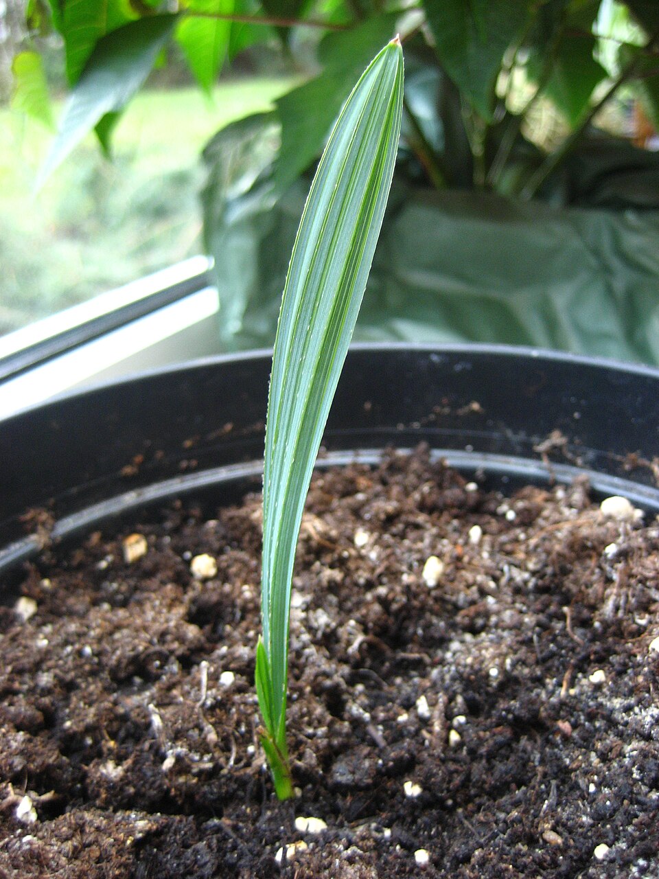 Sabal glabra