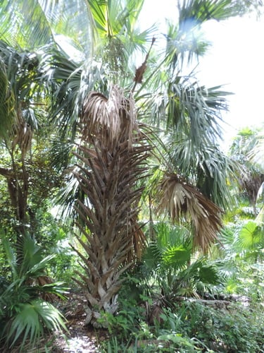 Sabal gretherae