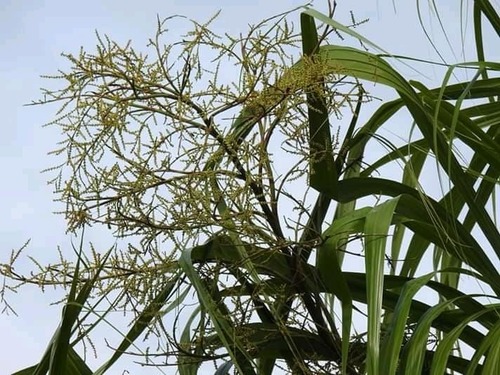 Sabal mauritiiformis (Bay-leaf palm) — photo
