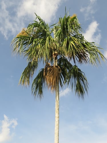 Sabal mauritiiformis