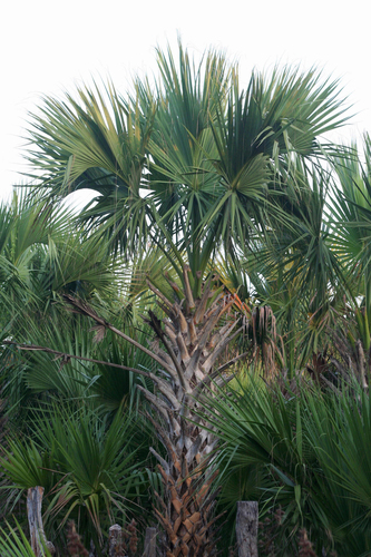 Sabal mexicana (Mexican Palmetto) — photo