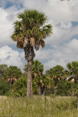 Sabal mexicana (Mexican Palmetto) — photo