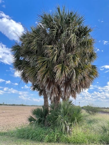 Sabal mexicana