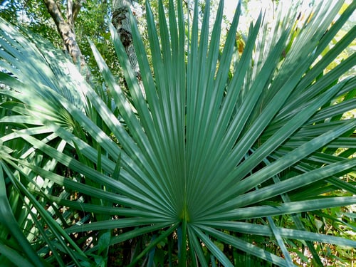 Sabal minor (Dwarf Palmetto) — photo