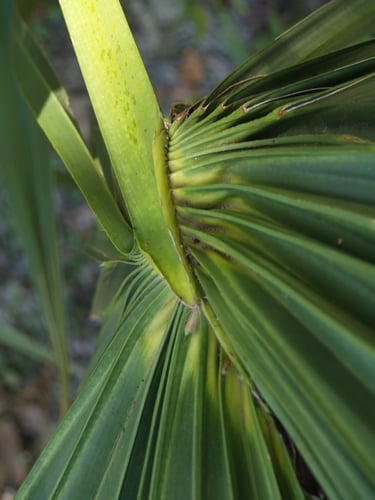 Sabal minor (Dwarf Palmetto) — photo